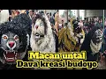 Lagu Macan untal jaranan Dava kreasi budoyo jajangan songgon