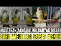 Download Lagu 🔴 MUMPUNG ADA ‼️ GAS POOLL PILIHAN BANYAK FULL BURUNG MASTERAN 0838-7553-6945