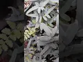 Purple Cliffbrake fern - April 19 2020