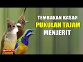 LIVE MASTERAN FULL KASARAN NEMBAK MENJERIT TERBAIK UNTUK BURUNG LOMBA KESAYANGAN