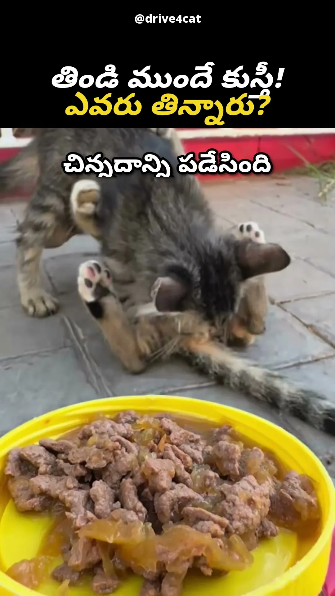 విందు వద్దు, కుస్తీయే ముద్దు 😹🐾
