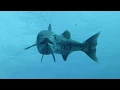 barracuda makes food out of lion fish - the carnage between predators and prey