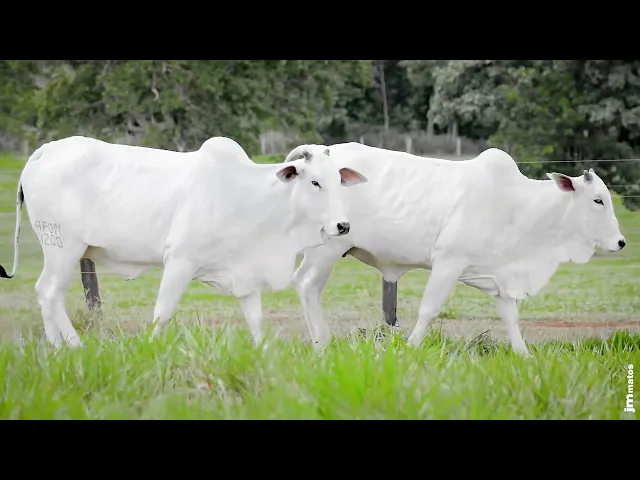 2 Novilhas Nelore P.O.