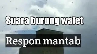 suara pikat burung walet di musim hujan