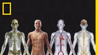 Download Human Body 101 | National Geographic MP3