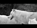 Download Lagu Eldrvak - Heart Of The Wolf | Official Video