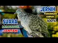 Download Lagu Perkutut Lokal GACOR Super PIKAT Pancingan Ampuh agar Perkutut Cepat Bunyi Langsung Nyaut 