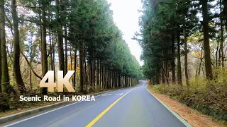 Scenic Road in KOREA : Jeju Bijarim Forest Road, Jeju City (제주 비자림로) 썸네일