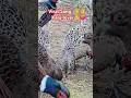 Download Lagu Kalij Lover👌👌❤️Viral Song#shortvideo #trending #subscribe #nepalisong #dance #love #like #kalij👌❤️🇳🇵