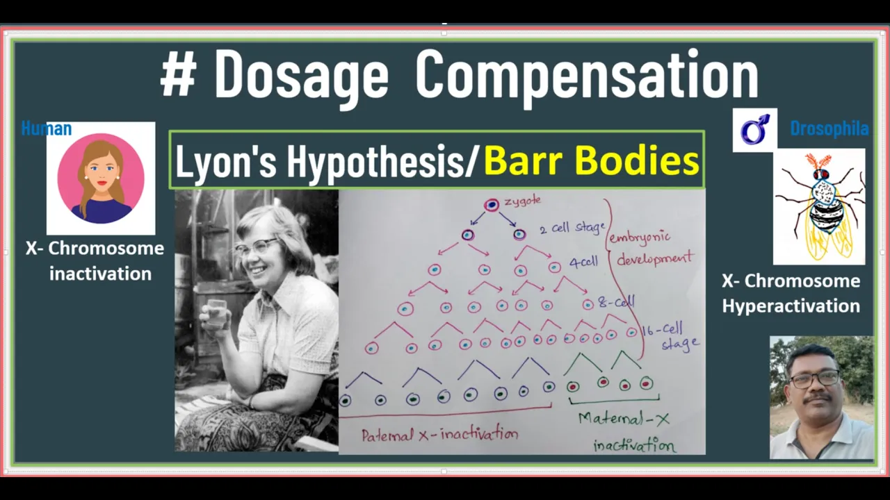 Dosage Compensation Full concept / Barr body / x Chromosome inactivation / Lyon's Hypothesis