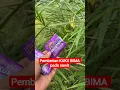 Download Lagu Manfaat Kuku Bima untuk sawit...!!!