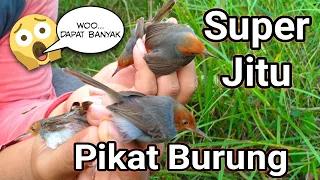 suara pikat semua jenis burung kecil