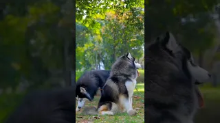 La Ma Ma Dela Dogfunnyvideos Dogs 