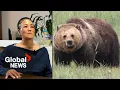 I m going to die Couple survives terrifying attack by Grizzly on BC hike