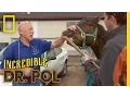 Hookin Horse Teeth The Incredible Dr Pol