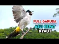 Download Lagu Suara Burung Kutilang Gacor Garuda Memanggil Lawan 