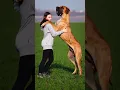 Download Lagu What Breed Is Scooby Doo?