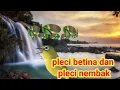 Download Lagu suara pleci betina memanggil jantan dan pleci nembak  agar pleci bisa nembak ngotot Geter geter