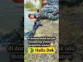 Halo Dek 🐊