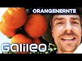 2 Tonnen Orangen pflücken pro Tag - 2 Tage bei der Orangenernte | Galileo | ProSieben