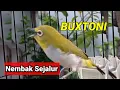 masteran pleci buxtoni nembak bren ciblek sejalur | bustomi nembak brem ciblek sejalur