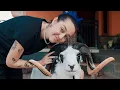 Download Lagu BULE SUNDA LUCU😂🤣 || Bule Beli Domba Garut😁