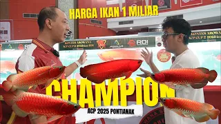HARGA IKAN 1 MILIAR  CHAMPION  ACP 2025  MERAH BANGET.