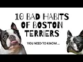 10 Bad Habits of Boston Terrier You Need to Know