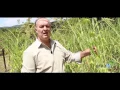 Download Lagu CAPIM REI (D'ÁVILLA)  contra as VARIZES...ERVA FÉ - Plantas Medicinais