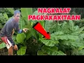 Download Lagu Nagkalat lang Magandang Pagkakitaan sa Bukid Order na po dahon ng saging comment lang po