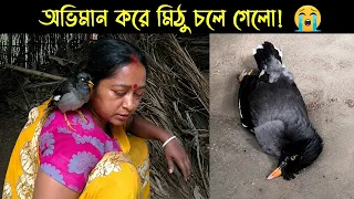কথা বলা এক শালিক পাখির জীবনী | Bird Story-252 | The life story of Shawl Bird | E20