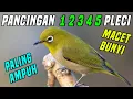 Lagu Suara Pleci 1.2.3.4.5 Pancingan Pleci Malas Bunyi | Merangsang Pleci Bahan Agar GACOR