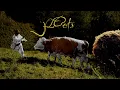 Download Lagu David Ciente - ROots (Official Music Video)