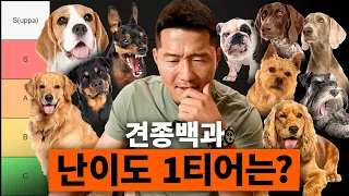 드디어 견종백과 점수 정리합니다 (S급 티어 견종은!?)