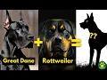 5 Most Amazing GREAT DANE Mix Breed Dogs You Don t Know About