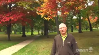 Why Do Leaves Change Color In The Fall 