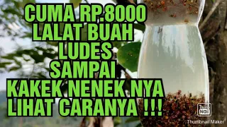 cara membuat perangkap lalat buah paling jitu 100 ludes tutorial lalatbuah petanicabe obatlalat