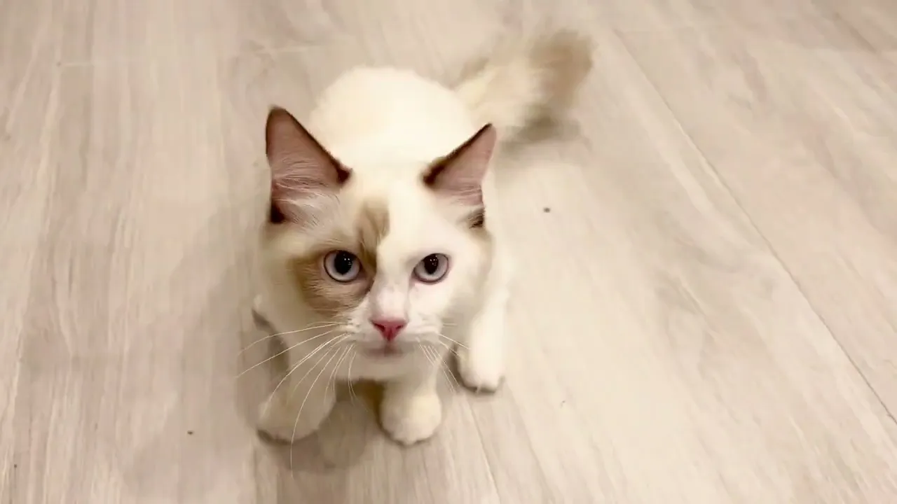 動画