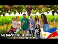 Download Lagu The SECRET GRAPES Capital Of The Philippines!! 🇵🇭 (ALL YOU CAN PICK Grapes) 😱