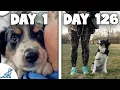 Puppy Training Doesn t Need To Be STRESSFUL First 18 Weeks