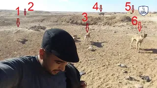 كيف تتعامل مع الكلاب الشرسه والضاله تصوير  ممتاز                                     دندنها