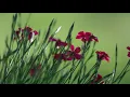Download Lagu Eugen Doga-Valul Verde - Sonet- *****