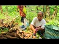 Download Lagu DAPAT ORDERAN SINGKONG 1 KWINTAL|| SAMBAL RUNYAH, DAUN PEPAYA