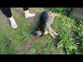 Download Lagu Hit While Searching for Food… Mama Dog Cries in Pain as Her Puppies Wait for Her Return!