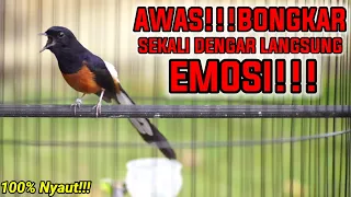 terbukti 100 efektif jadikan murai batu langsung emosi dan cepat bongkar isian