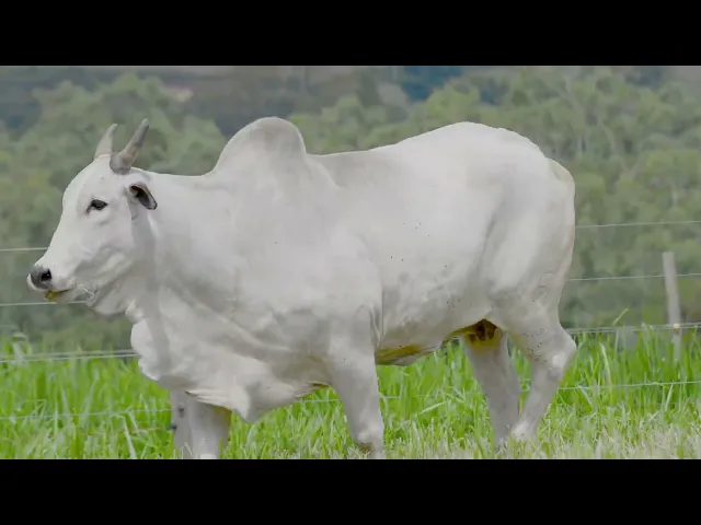 Matriz Nelore MCPJ - 3240