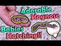 Download Lagu Hognose Snakes Hatching! But we got Kinks... :(