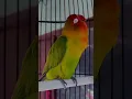 Download Lagu Suara Lovebird konslet minor jantan ngekek Alus #shorts #short