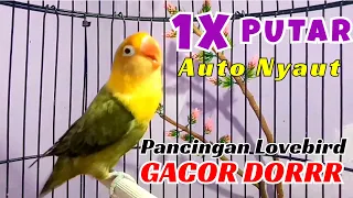 Download Harus Banget Ini Diputar Dekat Lovebird Lain, Pancingan Lovebird Paud Balibu Agar Rajin Ngekek MP3