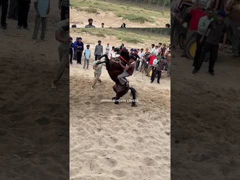 Bareback horse racing #horse #gallopracer #horsetrack #horsetrack #horseriding